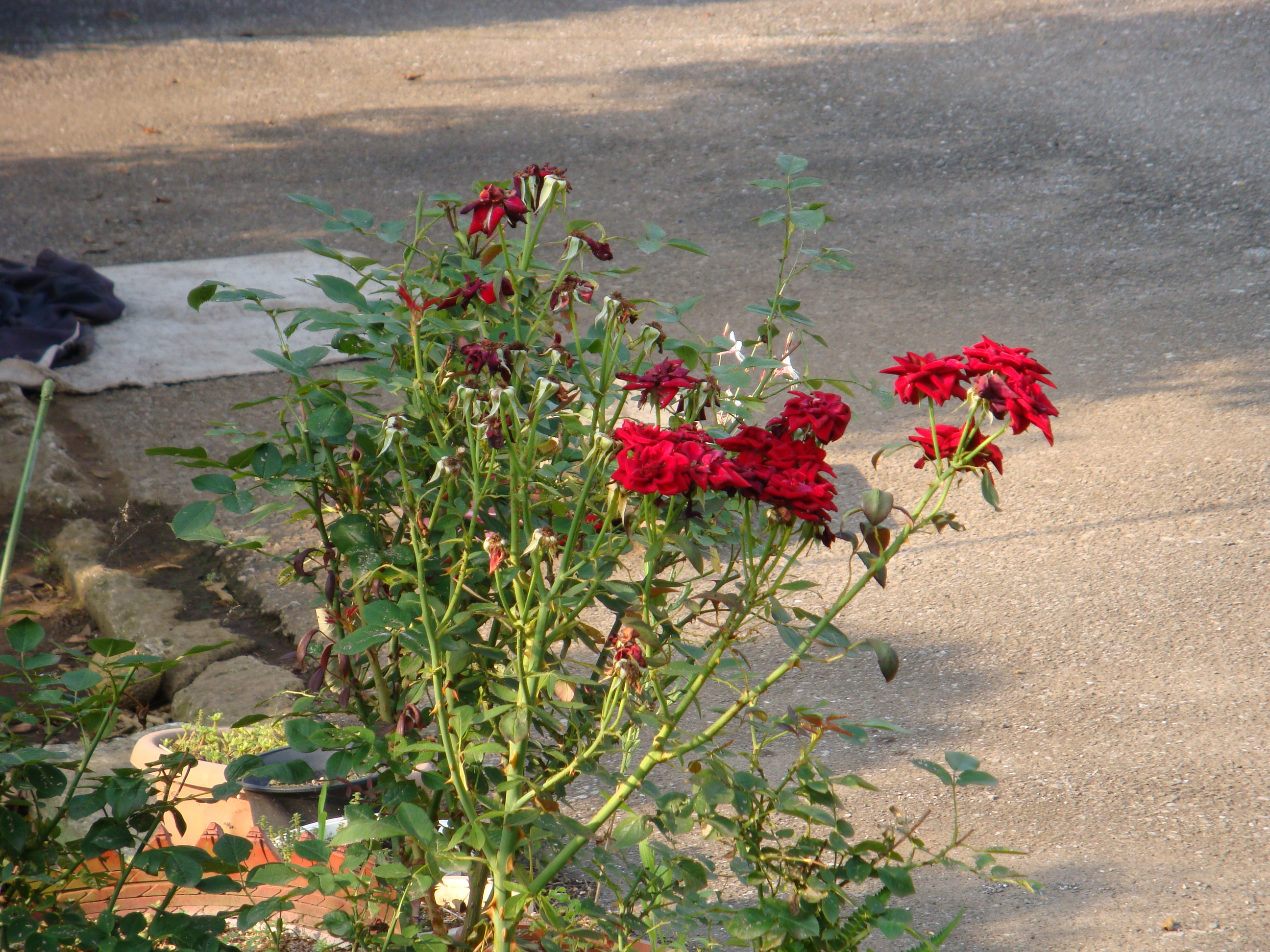 道端の花