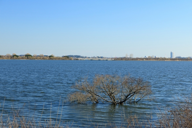 渡良瀬遊水地